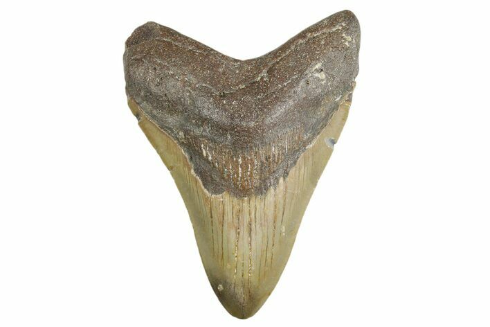 Fossil Megalodon Tooth - North Carolina #354515